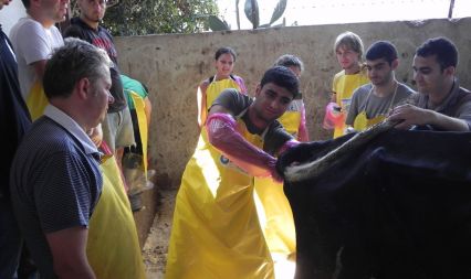 Milking Cow Breeding Sector Support